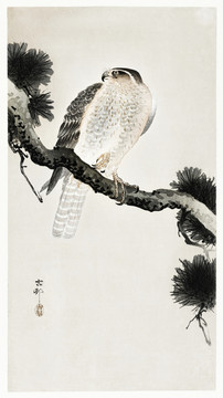 小原古村鹰在松枝上