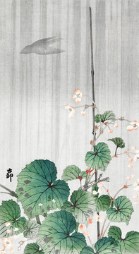 小原古村雨中的秋海棠