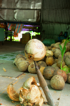 越南椰子糖作坊椰子剥皮的工具