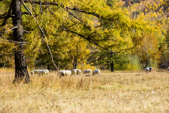 秋季大树下羊群