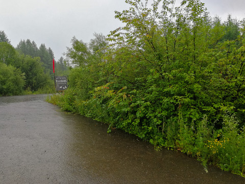 大雨树林