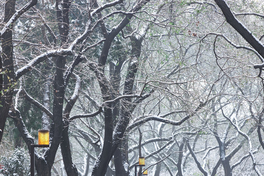 北京树枝雪景风光