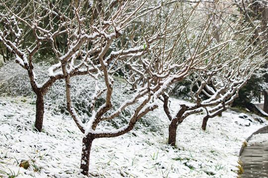 北京树枝雪景风光