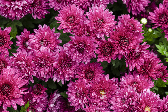 菊花背景纹理