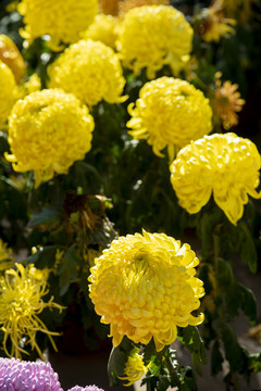 菊花