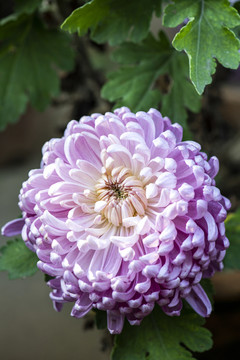 菊花