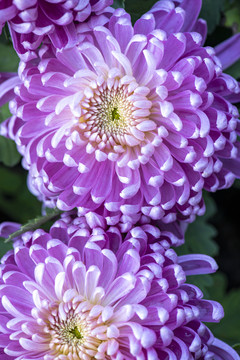菊花特写