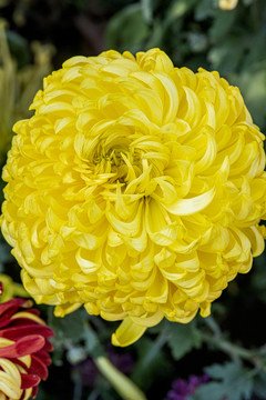 菊花