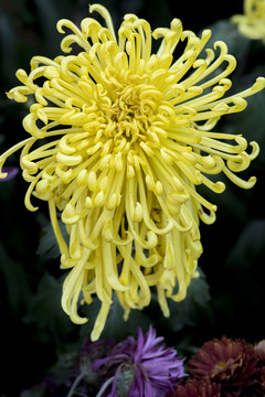 菊花