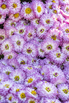 菊花背景纹理