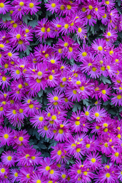 菊花背景纹理