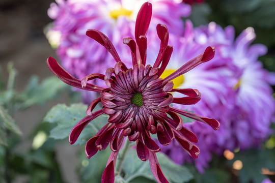 菊花特写