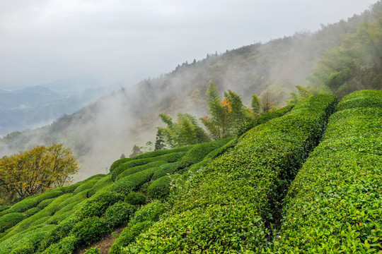 高山云雾茶