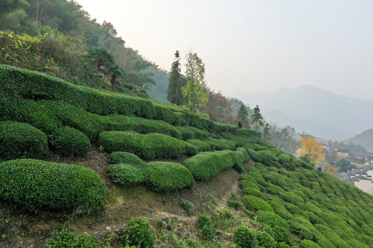 山地茶园