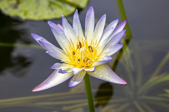 莲花蜜蜂