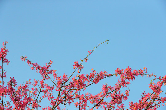 红花蓝天背景