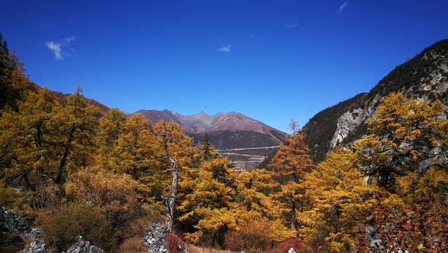 稻城亚丁秋天风景