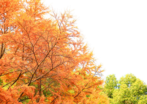 秋天松树