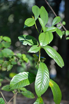 野生栀子树