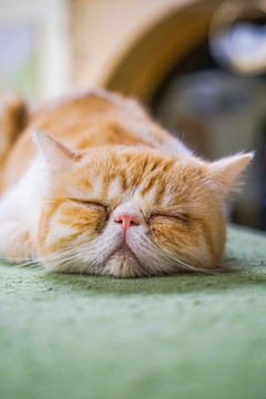加菲猫睡觉休息