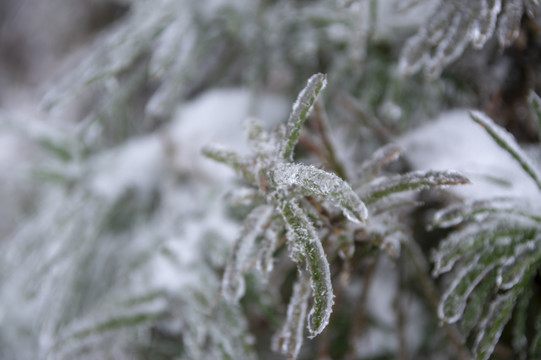 雪景