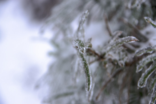 雪景