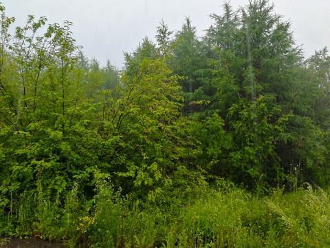 雨中的树林