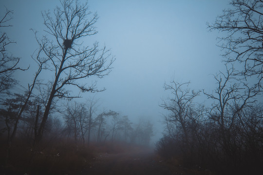 大雾阴天森林黑暗