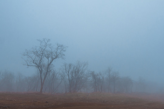 大雾天气树木