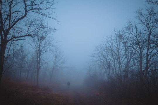 大雾天气树林散步