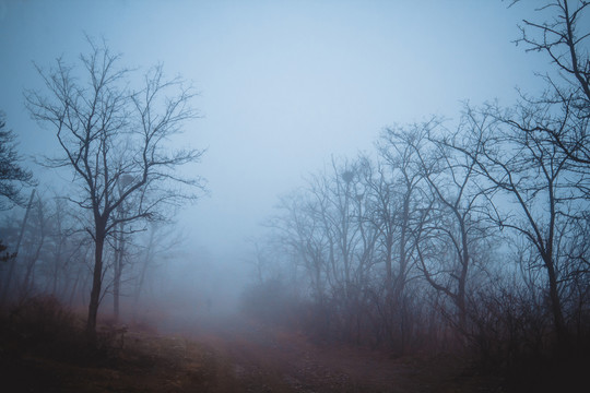 大雾天气树林散步