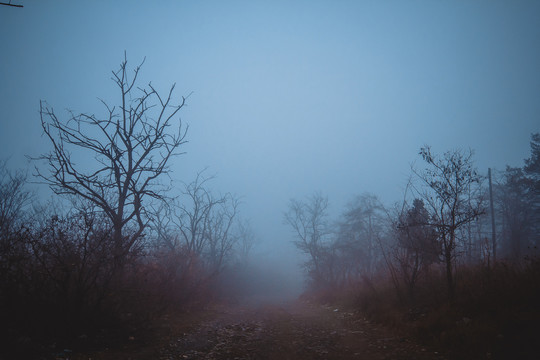 大雾天气树林阴森