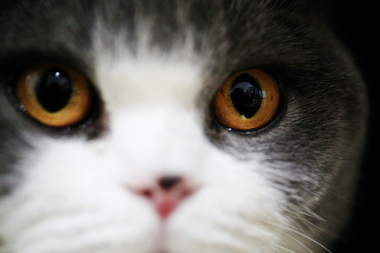 大眼睛小猫咪猫脸特写