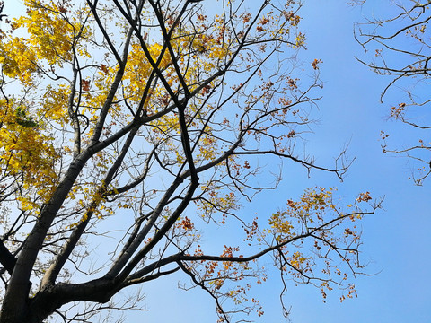 唯美秋天栾树黄叶与天空背景
