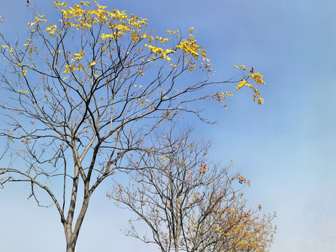 唯美秋天栾树黄叶与天空背景