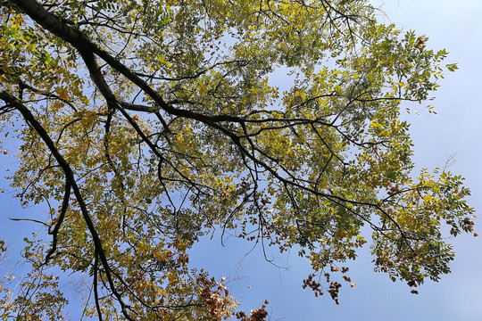 唯美秋天树叶与天空背景