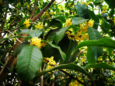 桂花