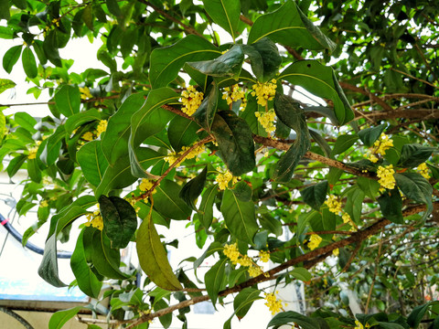 桂花