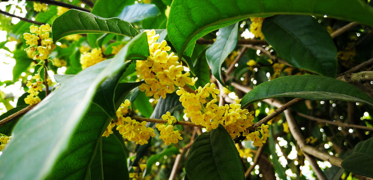 桂花