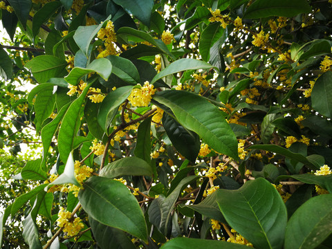 桂花