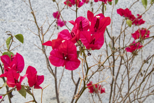 叶子花