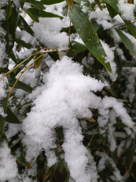 雪景