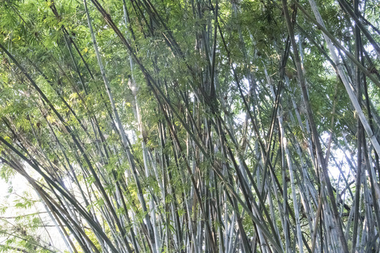 竹