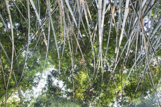 竹