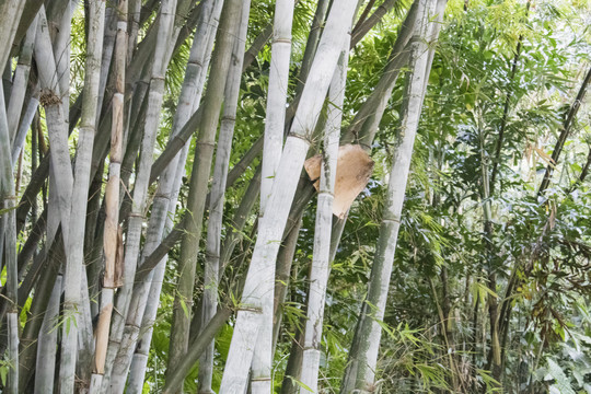 竹
