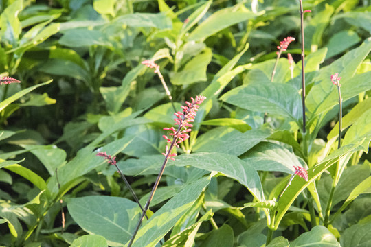 火焰花