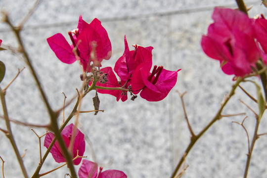 叶子花