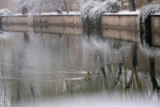 雪后野鸭戏水