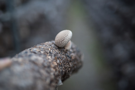 大棚花菇种植