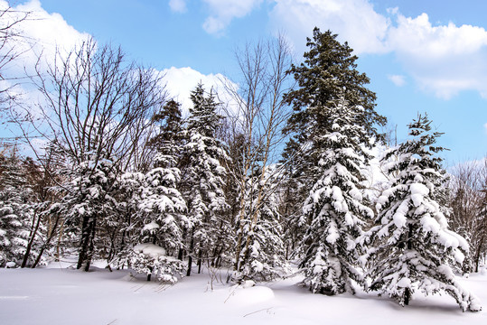 雪景树林